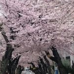 神戸摩耶ケーブル下の桜のトンネル～摩耶道の桜